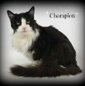 Champion DeMarco 1995-2015